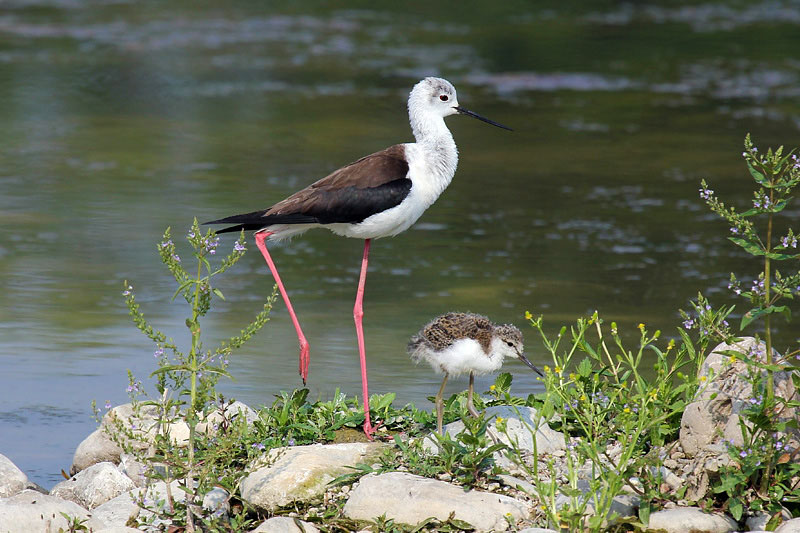 Cavaliere d''italia (Himantopus himantopus)